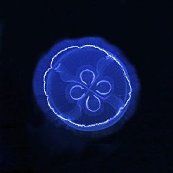 A little jellyfish that was hangin' below the boat on a s... by Larissa Roorda 